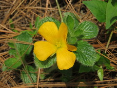 Turnera callosa