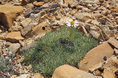 Erigeron compactus