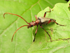 Stenocorus cylindricollis