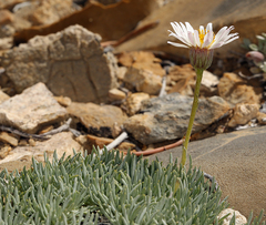 Erigeron compactus