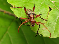 Stenocorus cylindricollis