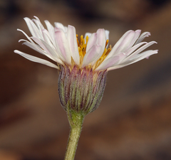Erigeron compactus