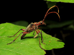 Stenocorus cylindricollis