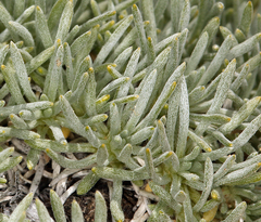 Erigeron compactus