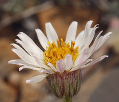 Erigeron compactus