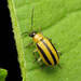 Escarabajo Rayado del Pepino - Photo (c) Katja Schulz, algunos derechos reservados (CC BY)