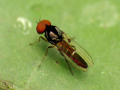 Bertamyia notata