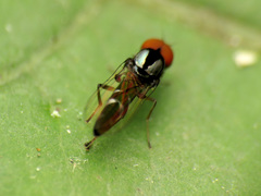 Bertamyia notata
