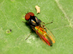 Bertamyia notata