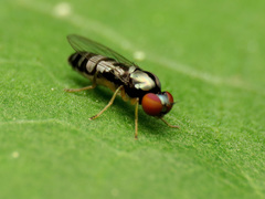 Bertamyia notata
