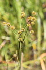 Juncus torreyi
