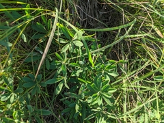 Lupinus perennis