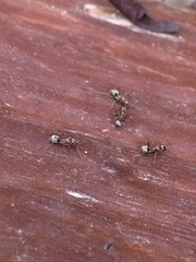 Liometopum occidentale