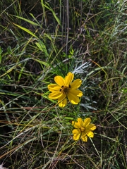 Coreopsis palmata
