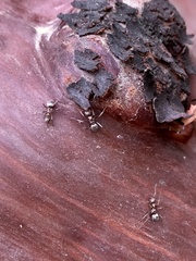 Liometopum occidentale