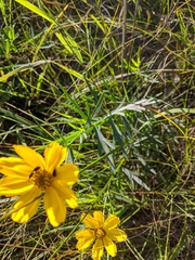 Coreopsis palmata