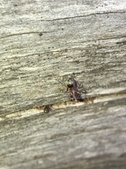 Liometopum occidentale