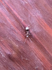 Liometopum occidentale