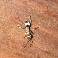 Liometopum occidentale