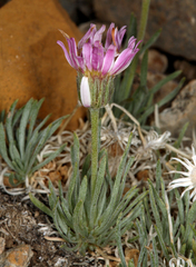 Erigeron compactus