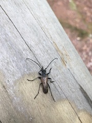 Anthophylax attenuatus