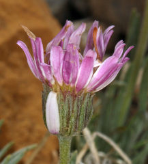 Erigeron compactus