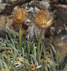 Erigeron compactus