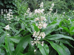 Pollia japonica