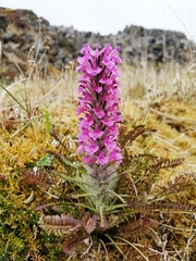 Pedicularis lanata