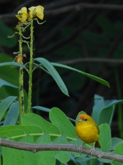 Sicalis columbiana
