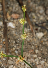 Eriogonum brachyanthum