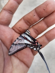 Protographium epidaus fenochionis