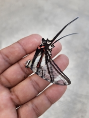 Protographium epidaus fenochionis