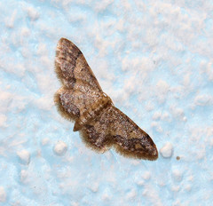 Idaea furciferata