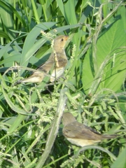 Sporophila lineola