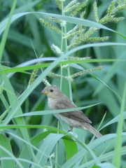 Sporophila lineola