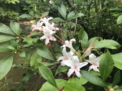 Rhododendron arborescens