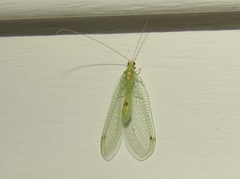 Leucochrysa insularis