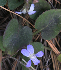 Viola umbraticola glaberrima