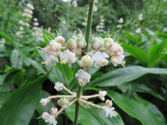 Pollia japonica