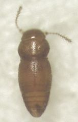 Ptinella taylorae