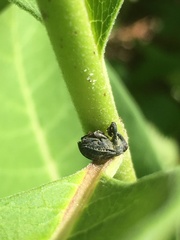 Rhyssomatus lineaticollis