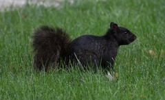 Sciurus carolinensis