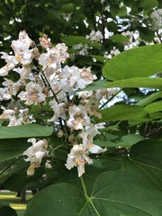 Catalpa speciosa