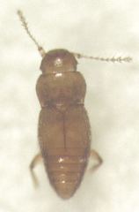 Ptinella taylorae