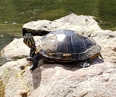 Trachemys scripta