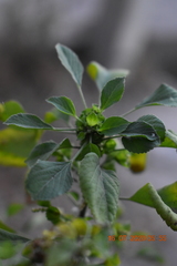 Acalypha indica
