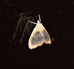 Glaphyria fulminalis