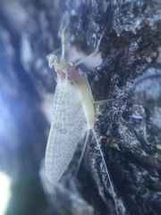 Maccaffertium terminatum