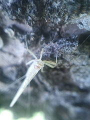 Maccaffertium terminatum